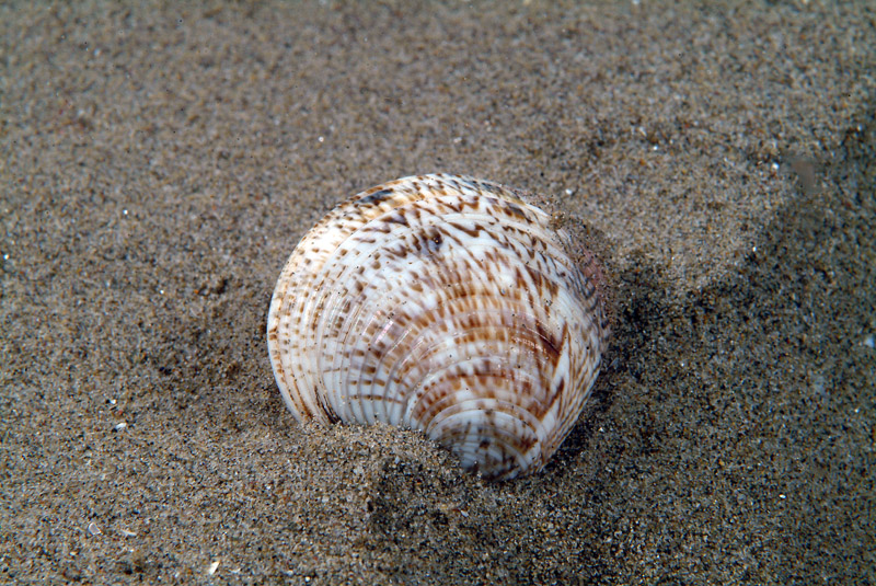 Chamelea gallina